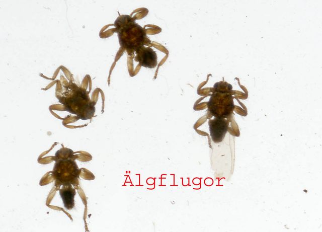 Ã„lgflugor.jpg