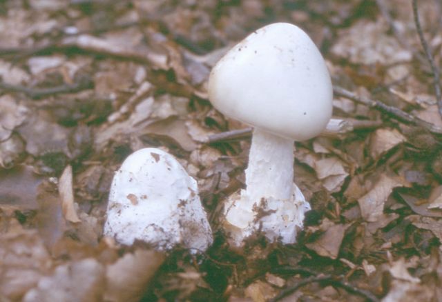 Amanita virosa Vit flugsvamp 4.jpg