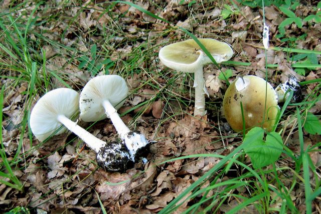 Amanita phalloides LÃ¶msk Flugsvamp.jpg
