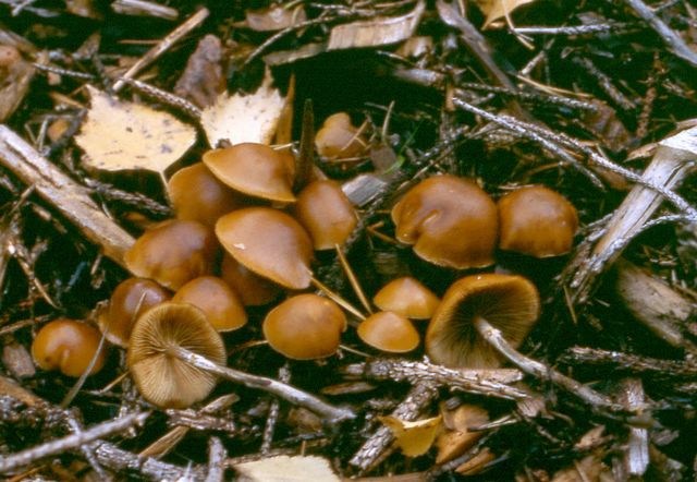 Galerina marginata 3 GifthÃ¤tting .jpg