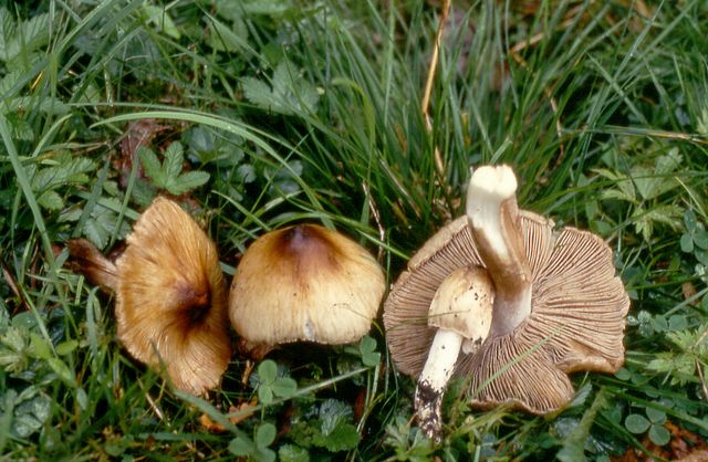 Inocybe fastigata 2 .jpg