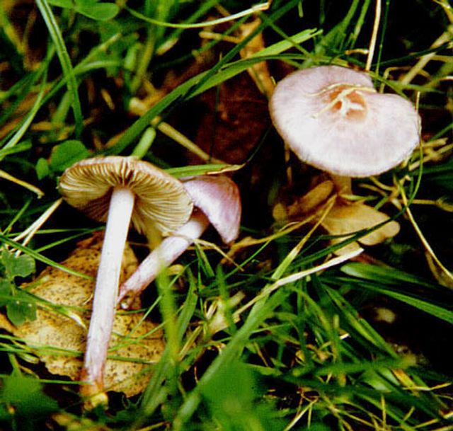 Inocybe geophylla SidentrÃ¥dskivling v. lilacina .jpg