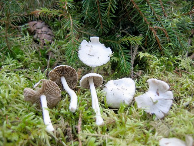 Inocybe geophylla SidentrÃ¥dskivling.jpg
