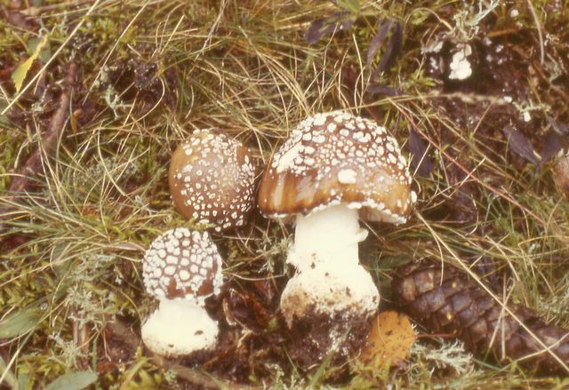 Amanita pantherina Panterflugsvamp, PanterflÃ¤ckig flugsvamp.jpg