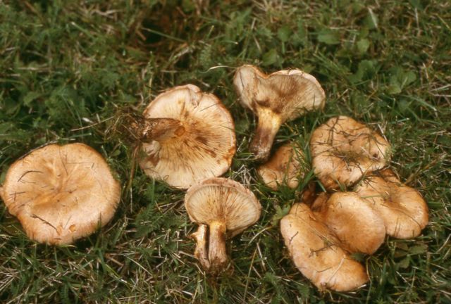 Paxillus involutus Pluggskivling 2 .jpg