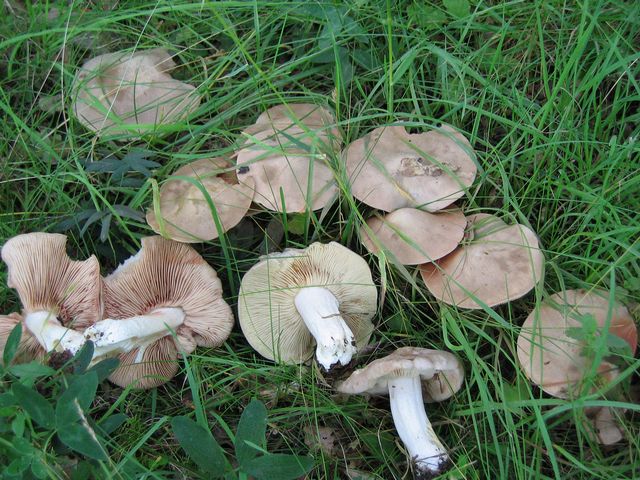 Entoloma sinuatum  3 BolmÃ¶rtsskivling.jpg