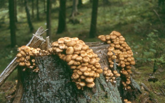Armillaria sp. Honungsskivling.jpg