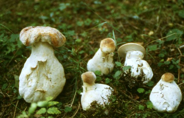 Hypomyces  chrysospermus Soppsnylting kopiera.jpg