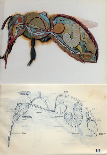 Biets anatomi 3.jpg