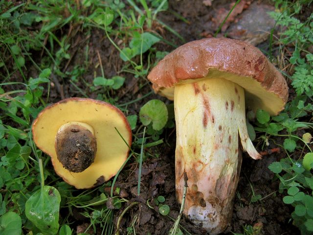 Boletus appendiculatus Bronssopp 5.jpg