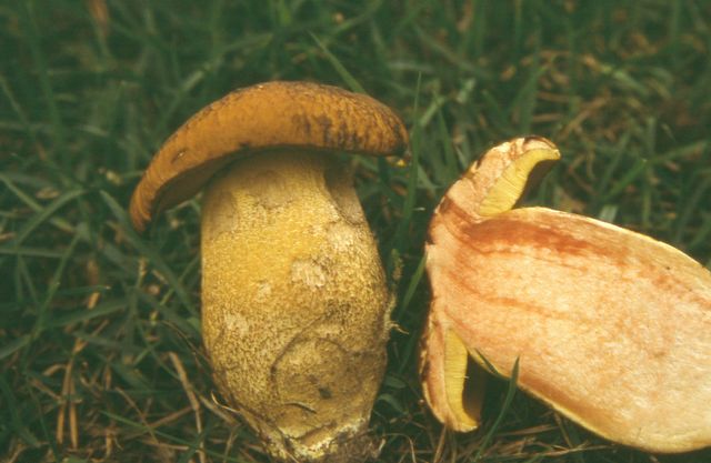 Leccinum tessulatum (L.crocipodium)  2 Gul strÃ¤vsopp.jpg