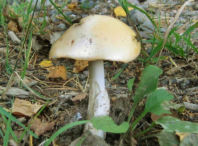 Amanita  flavescens .jpg