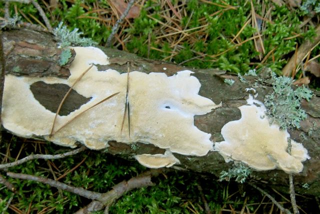 Diplomitoporus flavescens Gulporig ticka 5 jpg.jpg