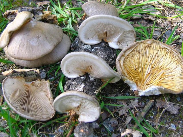Pleurotus caluptratus SlÃ¶jmussling.jpg