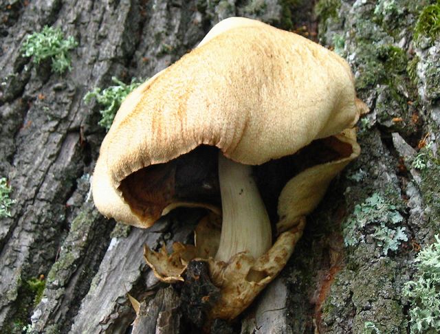 Volvariella bombycina Silkesslidskivling.jpg