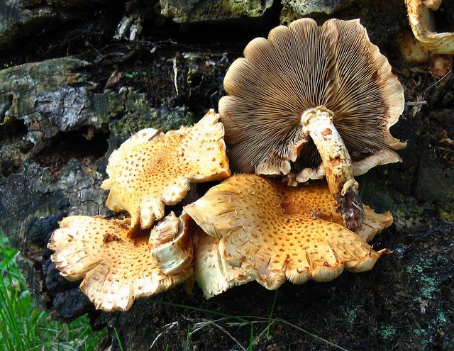 Pholiota squarroiodes 6 bra bild.jpg
