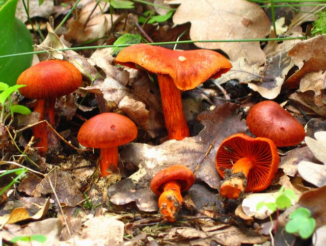 Cortinarius  cinnabarinus cinoberspindelskivling 6.jpg