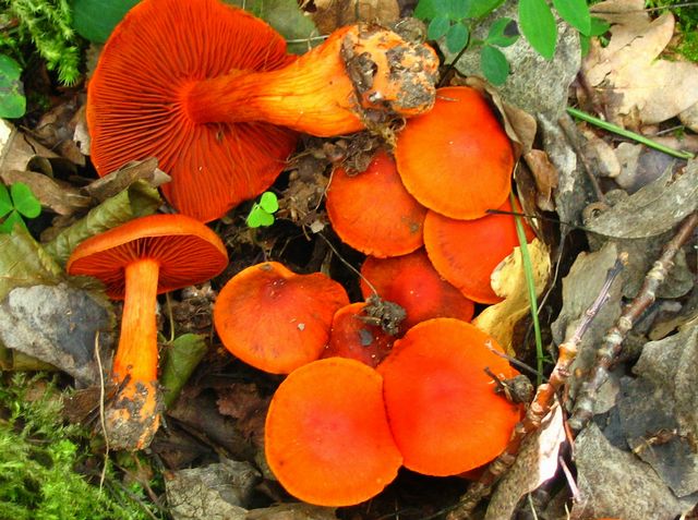 Cortinarius  cinnabarinus cinoberspindelskivling 8.jpg