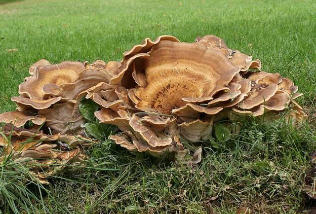 Meripilus giganteus Humlegården 2.jpg
