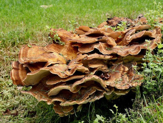 Meripilus giganteus Humlegården 3.jpg