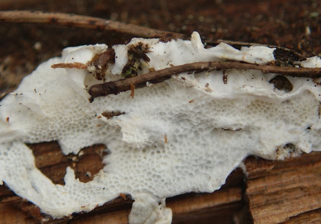 Oligoporus mappus 8.jpg