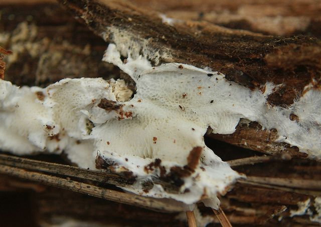 Oligoporus mappus 9.jpg