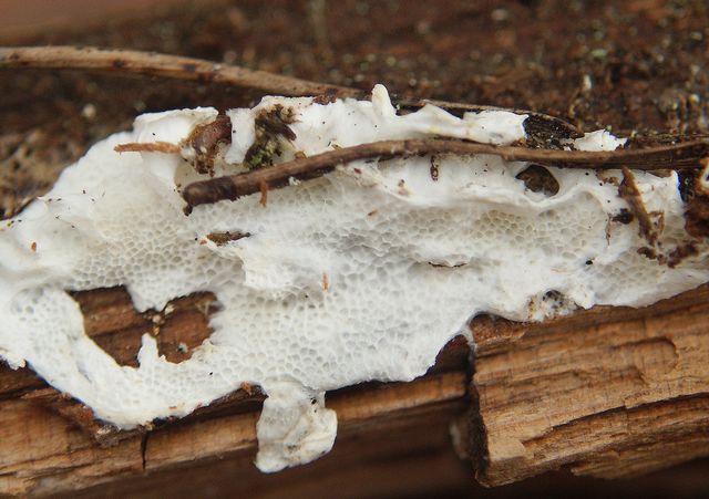Oligoporus mappus 10.jpg
