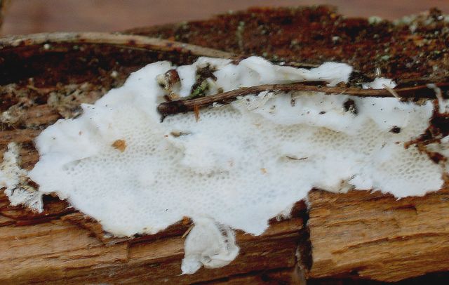 Oligoporus mappus 2.jpg