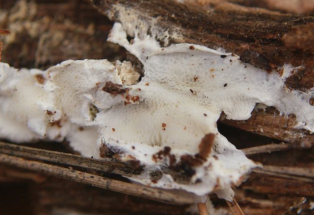 Oligoporus mappus 7.jpg