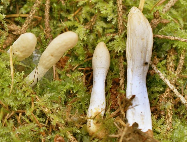 Hypocrea   leucopus Klubbdyna 2  fd.Podostroma alutacea.jpg