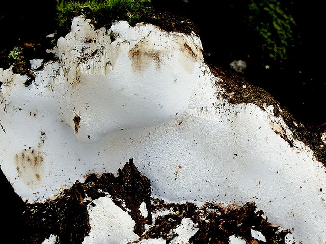 Perenniporia medulla-panis 2.jpg