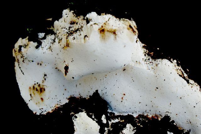 Perenniporia medulla-panis 3.jpg