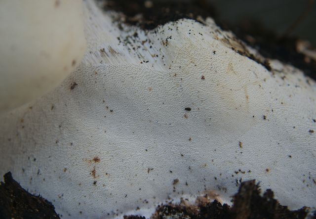 Perenniporia medulla-panis 30.jpg