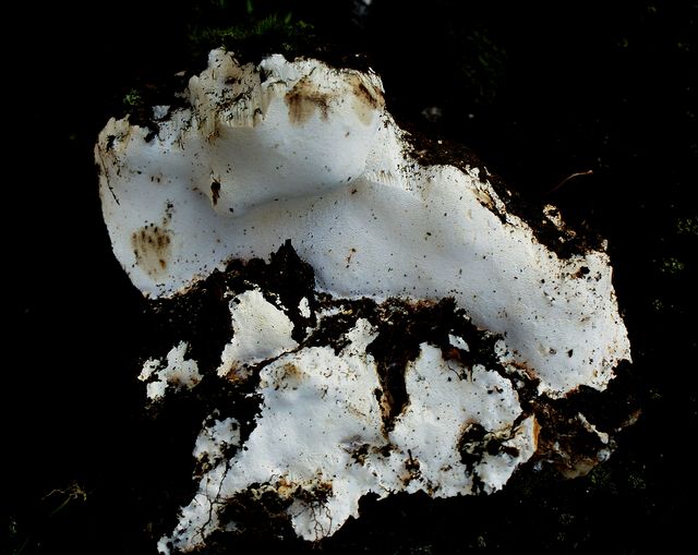 Perenniporia medulla-panis 1.jpg