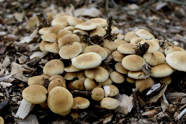 Agrocybe cylindrica22.jpg