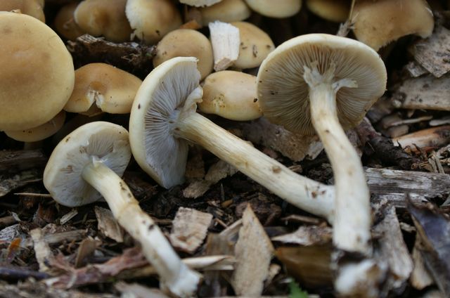 Agrocybe cylindrica 25.jpg
