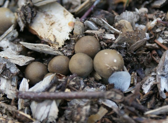 Agrocybe cylindrica24.jpg