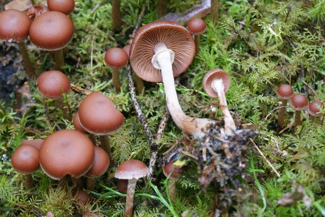 Tubaria confragosa Ringskräling 3.jpg