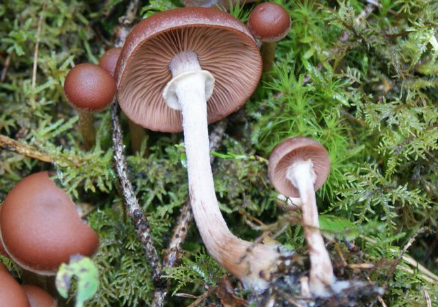 Tubaria confragosa Ringskräling 4.jpg