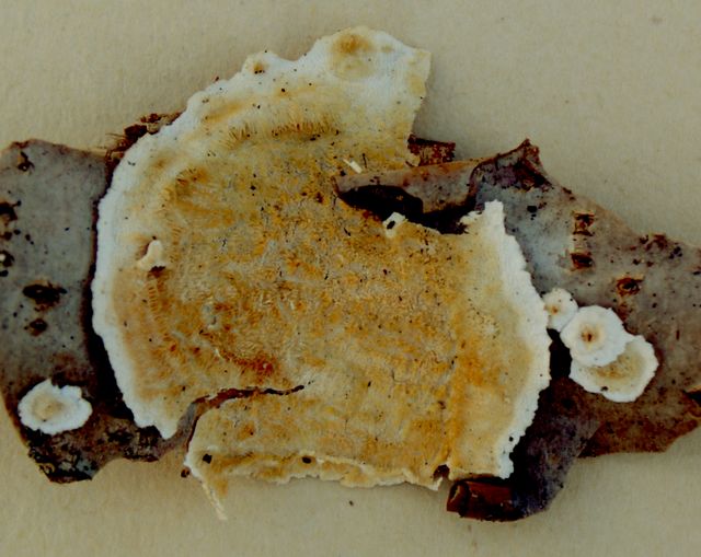 Steccherinum subcrinale Glestagging 1.jpg