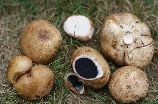 Scleroderma cepa ung och gammal frk 2.jpg