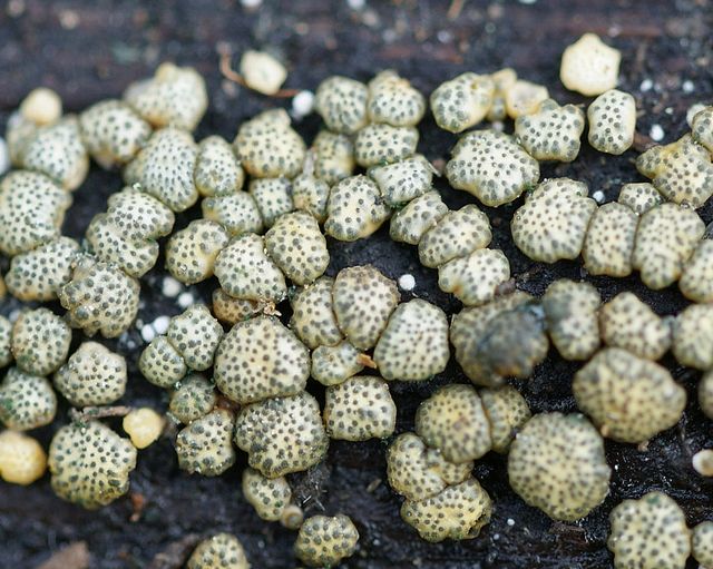 Hypocrea gelatinosa Grönpricksdyna 4.jpg