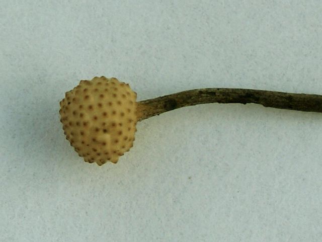 Cordyceps myrmecophila 2.jpg
