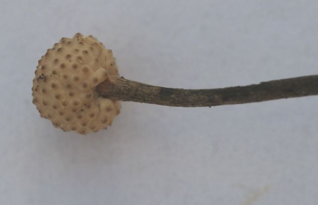 Cordyceps myrmecophila 4.jpg