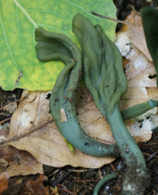 Microglossum viride 5 Grön Jordtunga.jpg