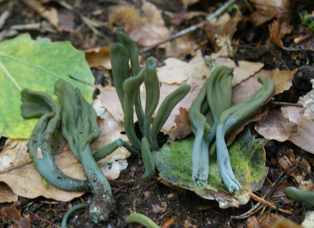 Microglossum viride 1 Grön Jordtunga.jpg