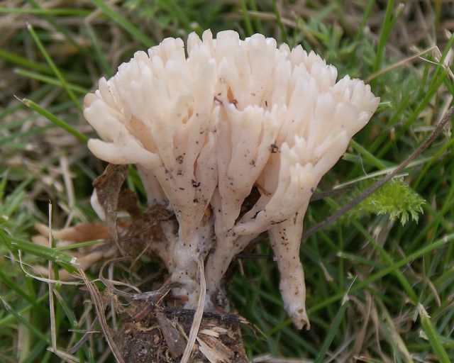Tremellodendropsis tuberosa  Skruvbusksvamp.jpg