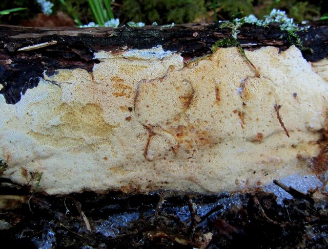 diplomitoporus flavescens gulporig ticka 2.jpg