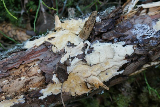 diplomitoporus flavescens gulporig ticka 4.jpg