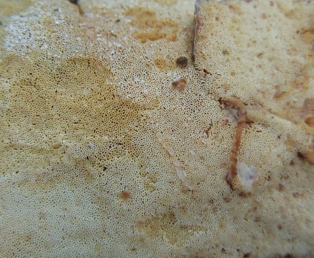 diplomitoporus flavescens gulporig ticka porytan.jpg